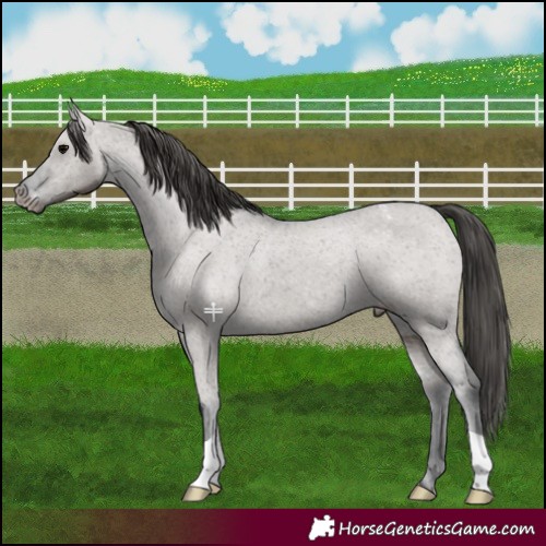 Horse Color:Grullo Mushroom Appaloosa Brindle 