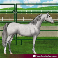 Horse Color:Grullo Mushroom Appaloosa Brindle 