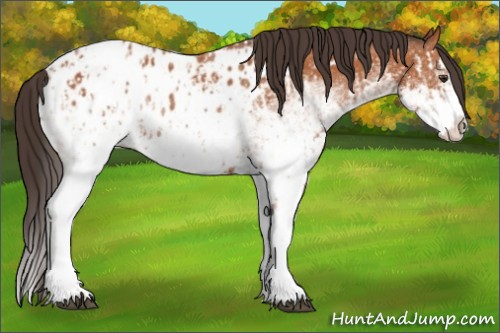 Horse Color:White Spotted Bay Splash Appaloosa and White Spotted Bay Splash Appaloosa