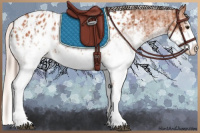 Horse Color:White Spotted Bay Splash Appaloosa  and White Spotted Silver Bay Splash Appaloosa 