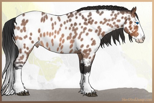 Horse Color:Bay Roan Splash Appaloosa 