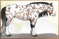 Horse Color:Bay Roan Splash Appaloosa 