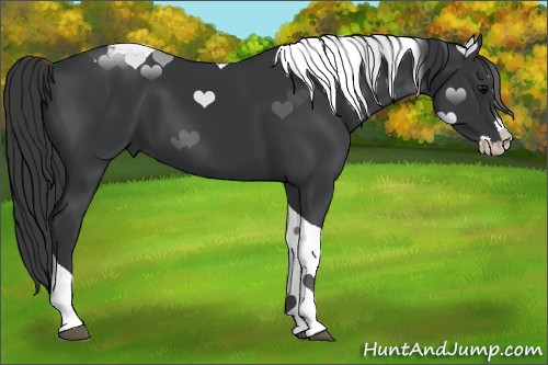 Horse Color:Black Splash Tobiano 