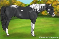 Horse Color:Black Splash Tobiano