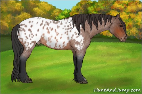 Horse Color:Bay Roan Near Leopard 