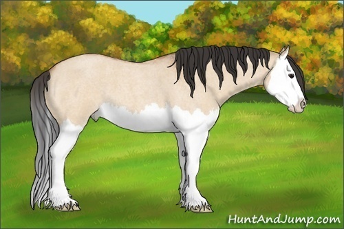 Horse Color:Bay Roan Dun Splash 