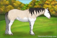 Horse Color:Bay Roan Dun Splash