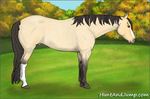 Horse Color:Buckskin Roan Dun 