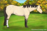 Horse Color:Buckskin Roan Dun