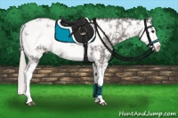 Horse Color:Silver Black Sabino Rabicano 
