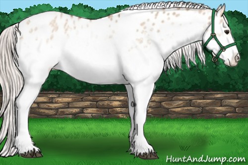 Horse Color:White Spotted Silver Bay Dun Tobiano Appaloosa 