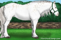 Horse Color:White Spotted Silver Bay Dun Tobiano Appaloosa 