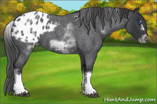 Horse Color:White Spotted Blue Roan Splash Frame Appaloosa