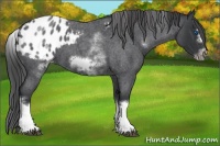Horse Color:White Spotted Blue Roan Splash Frame Appaloosa 