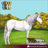 Horse Color:White Spotted Gold Champagne Dun Appaloosa Rabicano 
