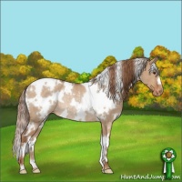 Horse Color:White Spotted Red Dun Appaloosa Rabicano 