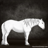 Horse Color:Gray Chestnut 