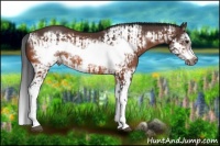 Horse Color:Bay Splash Frame  and Bay Splash Frame 