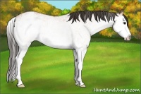 Horse Color:White Spotted Bay Roan Splash Appaloosa 