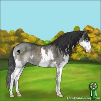 Horse Color:Grullo Splash Brindle 