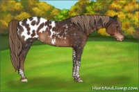 Horse Color:Liver Chestnut Tobiano Appaloosa 