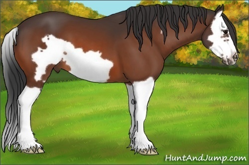 Horse Color:Bay Splash Frame