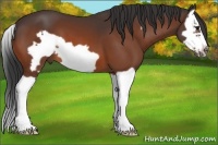 Horse Color:Bay Splash Frame