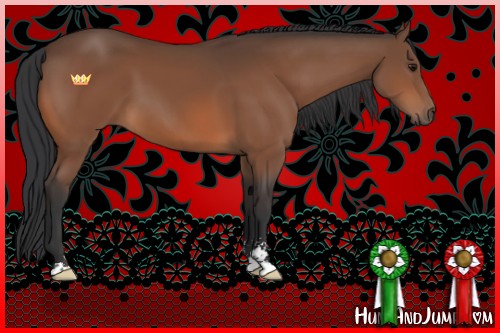 Horse Color:Bay Sabino 