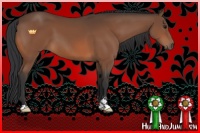 Horse Color:Bay Sabino