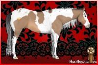 Horse Color:Bay Dun Sabino Splash Tobiano