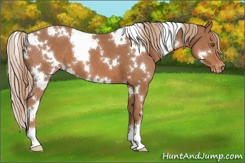 Horse Color:White Spotted Chestnut Appaloosa 