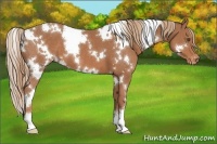Horse Color:White Spotted Chestnut Appaloosa 