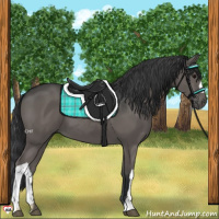 Horse Color:Black 