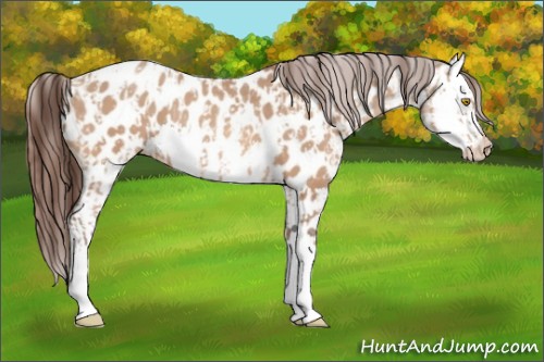 Horse Color:Amber Champagne Appaloosa and Amber Champagne Splash Appaloosa