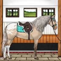 Horse Color:Silver Bay Dun Appaloosa