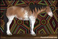 Horse Color:Gray White Spotted Sable Champagne