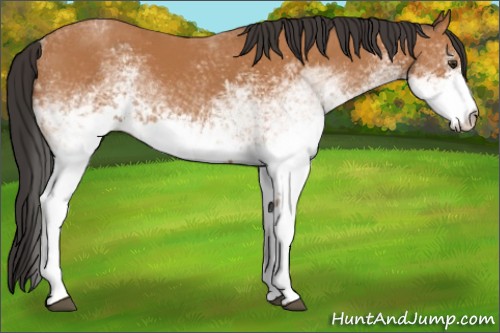 Horse Color:White Spotted Bay Rabicano 