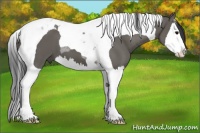 Horse Color:Grullo Splash Tobiano