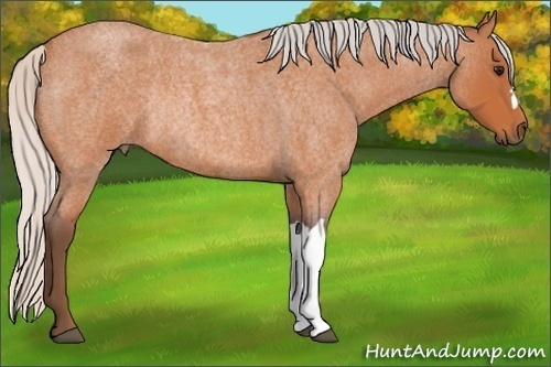 Horse Color:Silver Bay Roan Rabicano