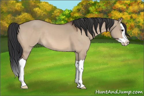 Horse Color:Bay Dun Splash