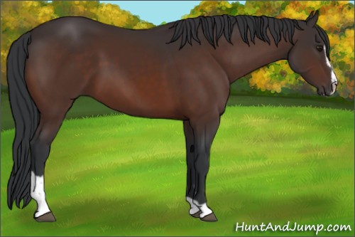 Horse Color:Brown Sabino