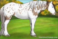 Horse Color:White Spotted Bay Dun Splash Appaloosa 