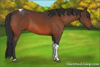 Horse Color:Bay Tobiano 