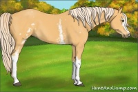 Horse Color:White Spotted Palomino 