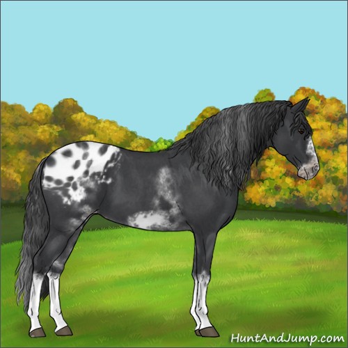 Horse Color:White Spotted Blue Roan Splash Frame Appaloosa