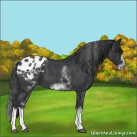 Horse Color:White Spotted Blue Roan Splash Frame Appaloosa 