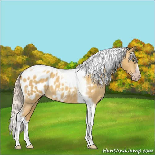 Horse Color:Gray Silver Amber Cream Champagne Roan Dun Splash Tobiano Frame Appaloosa Rabicano 