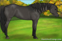 Horse Color:Gray Black 