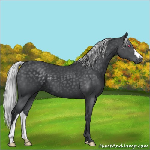 Horse Color:Silver Black Chinchilla 