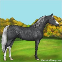 Horse Color:Silver Black Chinchilla 